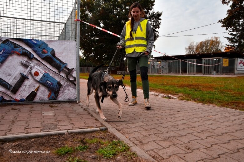  Bieg z PSYjacielem w Skierniewicach 