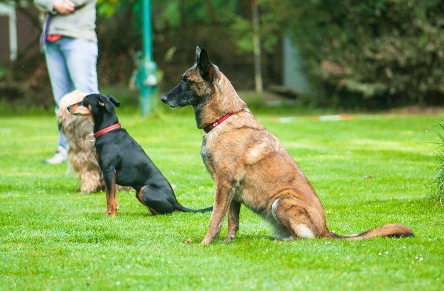 Alt- psy siedzące na  trawie podczas treningu